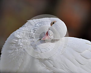 A dormant white dove